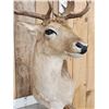 Image 5 : Fallow Deer Table Top Pedestal Taxidermy Mount