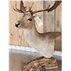 Image 6 : Fallow Deer Table Top Pedestal Taxidermy Mount
