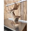 Image 7 : Fallow Deer Table Top Pedestal Taxidermy Mount