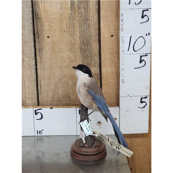 Azure Winged Magpie Full Body Bird Taxidermy