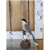 Image 1 : Azure Winged Magpie Full Body Bird Taxidermy