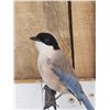 Image 2 : Azure Winged Magpie Full Body Bird Taxidermy