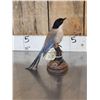 Image 4 : Azure Winged Magpie Full Body Bird Taxidermy