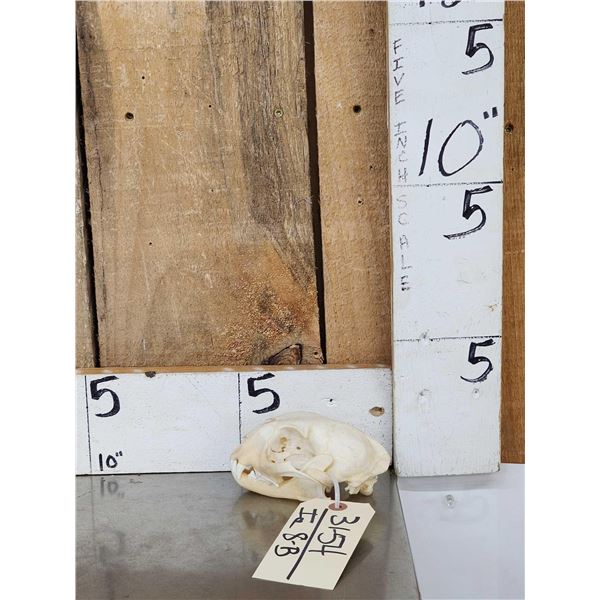 African Caracal Cat Skull Taxidermy