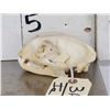 Image 2 : African Caracal Cat Skull Taxidermy