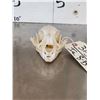 Image 3 : African Caracal Cat Skull Taxidermy