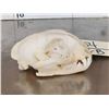Image 4 : African Caracal Cat Skull Taxidermy