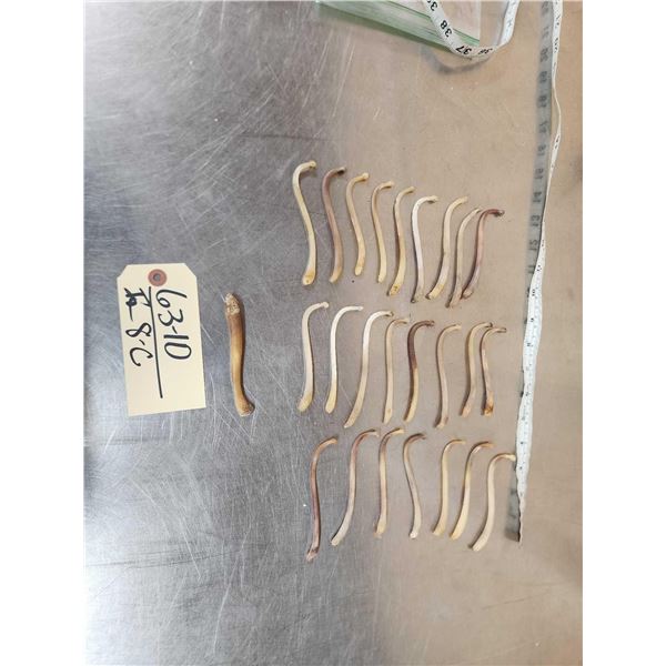24 Raccoon Baculums & 1 Otter Penis Bones