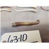 Image 5 : 24 Raccoon Baculums & 1 Otter Penis Bones