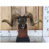 Image 1 : Bronze Sheep Skull On Stand