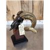 Image 5 : Bronze Sheep Skull On Stand