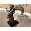 Image 7 : Bronze Sheep Skull On Stand