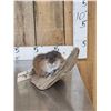 Image 1 : FAT Muskrat Relaxing On Driftwood Taxidermy