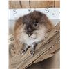 Image 2 : FAT Muskrat Relaxing On Driftwood Taxidermy