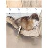 Image 3 : FAT Muskrat Relaxing On Driftwood Taxidermy