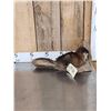 Image 4 : FAT Muskrat Relaxing On Driftwood Taxidermy