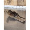 Image 6 : FAT Muskrat Relaxing On Driftwood Taxidermy