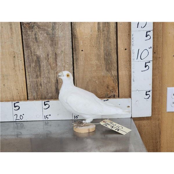 White Pigeon Full Body Bird Taxidermy