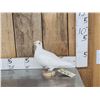 Image 1 : White Pigeon Full Body Bird Taxidermy