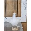 Image 2 : White Pigeon Full Body Bird Taxidermy