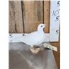 Image 3 : White Pigeon Full Body Bird Taxidermy