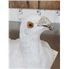 Image 4 : White Pigeon Full Body Bird Taxidermy
