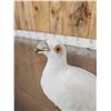 Image 5 : White Pigeon Full Body Bird Taxidermy