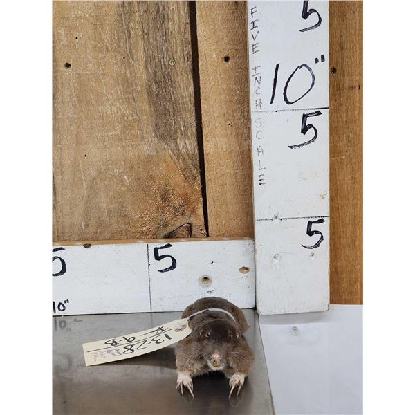 Pocket Gopher Full Body Taxidermy Mount