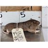 Image 2 : Pocket Gopher Full Body Taxidermy Mount