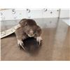 Image 3 : Pocket Gopher Full Body Taxidermy Mount