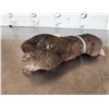 Image 4 : Pocket Gopher Full Body Taxidermy Mount