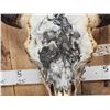 Image 3 : Big American Bison Buffalo Decorated Skull Taxidermy