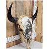 Image 6 : Big American Bison Buffalo Decorated Skull Taxidermy