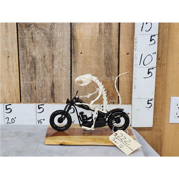 Comon Rat Articulated Skelton Riding A Motorcycle Taxidermy