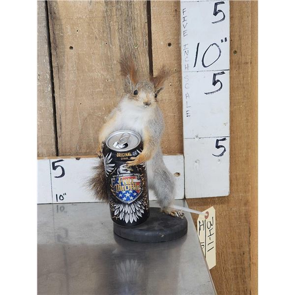 Abert's Squirrel Full Body Taxidermy Mount