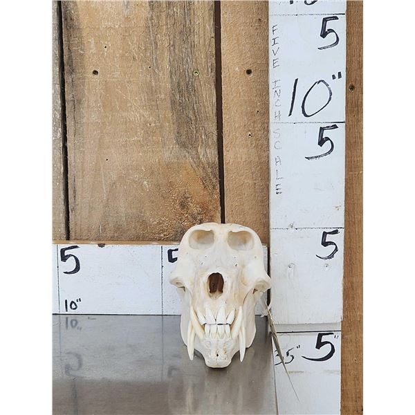Big African Chakma Baboon Skull Taxidermy