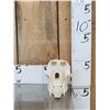 Image 1 : Big African Chakma Baboon Skull Taxidermy