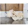 Image 2 : Big African Chakma Baboon Skull Taxidermy