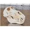 Image 3 : Big African Chakma Baboon Skull Taxidermy