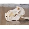 Image 4 : Big African Chakma Baboon Skull Taxidermy