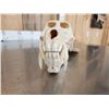 Image 5 : Big African Chakma Baboon Skull Taxidermy