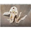 Image 6 : Big African Chakma Baboon Skull Taxidermy