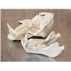 Image 7 : Big African Chakma Baboon Skull Taxidermy