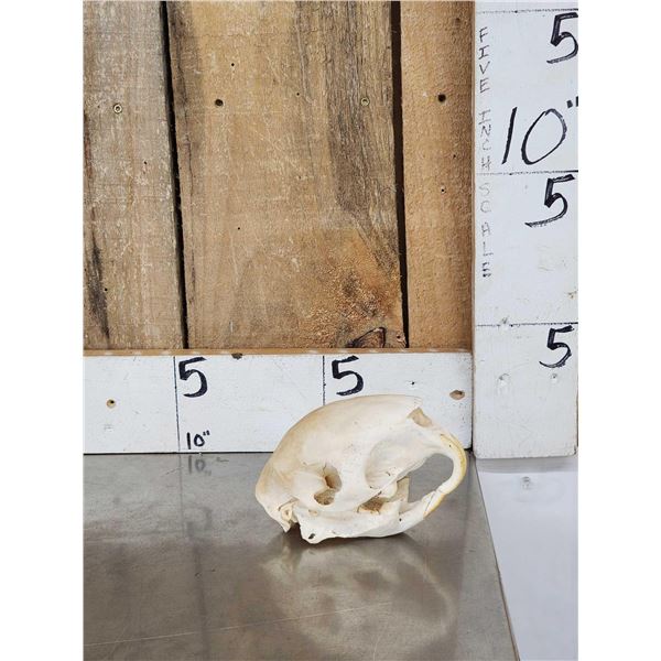 African Crested Porcupine Skull Taxidermy