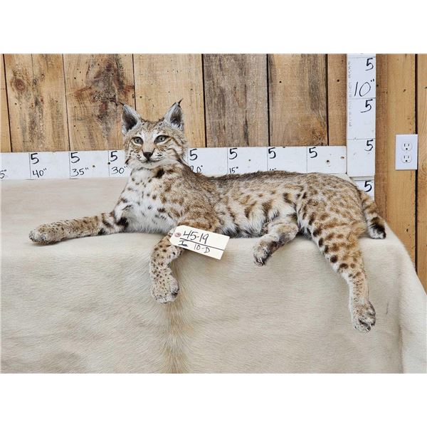 NICE Bobcat Full Body Taxidermy Mount