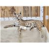 Image 1 : NICE Bobcat Full Body Taxidermy Mount