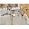 Image 2 : NICE Bobcat Full Body Taxidermy Mount