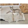Image 3 : NICE Bobcat Full Body Taxidermy Mount