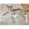Image 4 : NICE Bobcat Full Body Taxidermy Mount