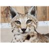 Image 5 : NICE Bobcat Full Body Taxidermy Mount